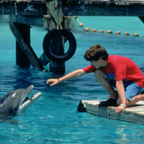Nieuwe films op Netflix: Flipper, A Cure for Welness en Yesterday