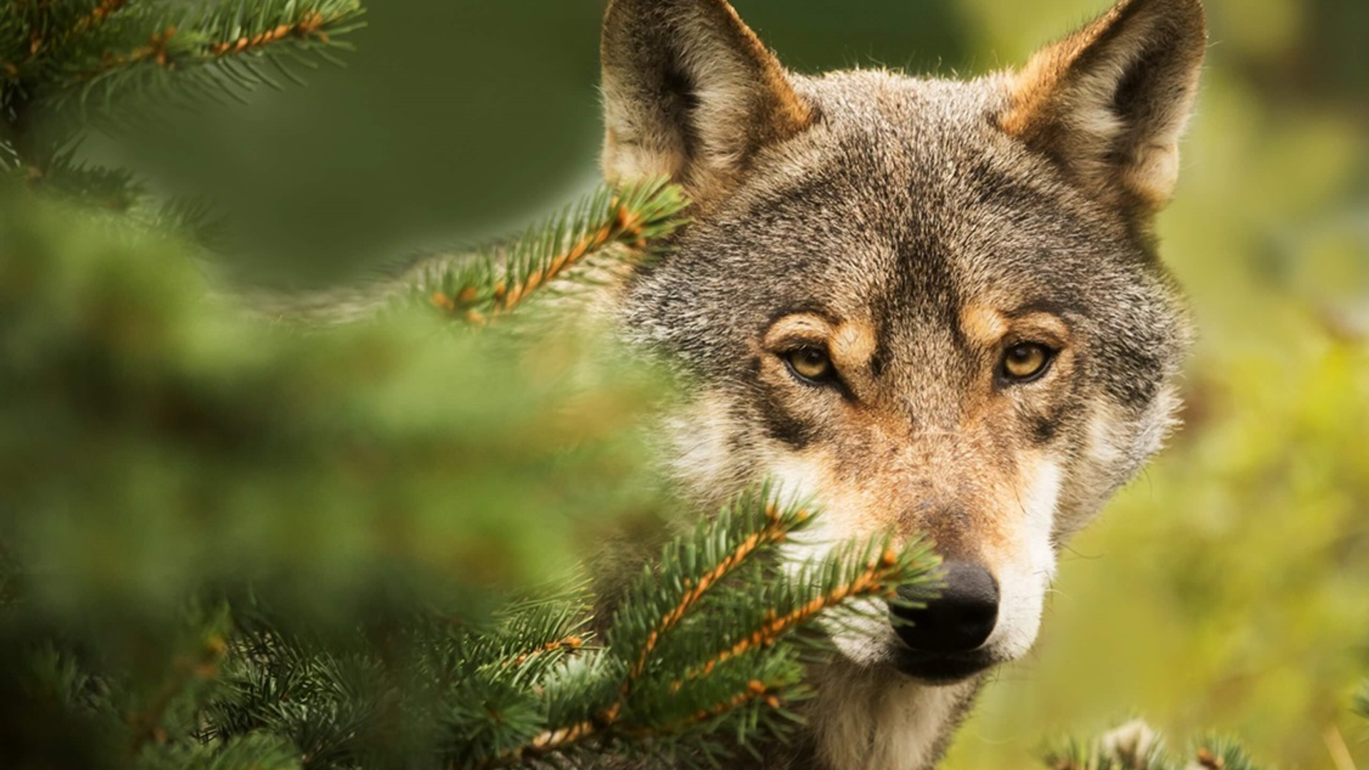 VerscheurdWolf